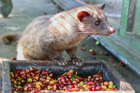 The source of cat poop coffee The blood and tears story behind cat poop coffee Taste description