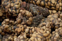 Kopi Luwak | the sad story of civet coffee beans _ Why not advocate drinking and boycotting Kopi Luwak now?
