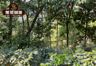 What is the difference between the origin, producing area, processing plant, cooperative and manor of coffee beans?
