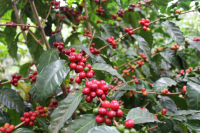 Kadura is an Arabica variety. Kadura coffee beans.