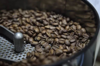 What is the difference between iron pickup coffee beans and Arabica coffee beans? Characteristics of Arabica coffee bean producing area and taste