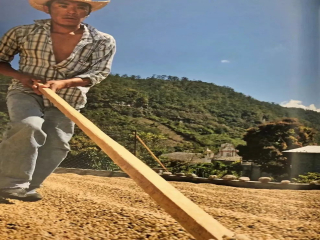 Why are sun-treated coffee beans called secondary beans in the past?