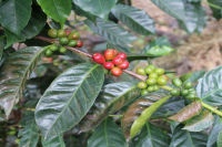 How do you drink Rosa coffee beans? How to make hand-brewed coffee from different producing areas of Rosa coffee beans?