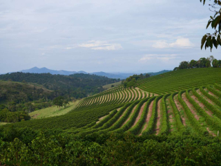 Introduction to the flavor and taste characteristics of Arabica coffee bean producing area ranked among the top ten coffee producing countries in the world