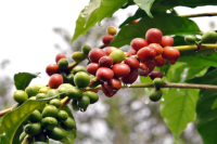 What kind of plant does coffee tree belong to? Introduction of coffee bean varieties and growth and fruiting cycle of coffee trees.