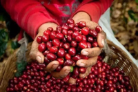 What is the roasting degree of Yejia Coffee? Introduction to the Flavor characteristics of Water-washed Yega Chuefei Coffee