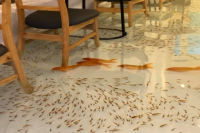 The coffee shop floor is full of goldfish?! This is clearly a public foot wash pool!
