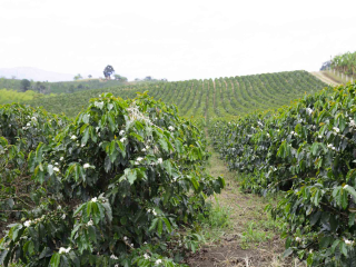 Introduction to the nine boutique producing areas in Ethiopia the difference in flavor and taste of Yega Xidama coffee beans