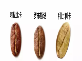 Liberica coffee beans introduce in detail the three major coffee varieties, libilica large-grained coffee, why no one grows it.