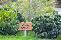 American Rare Coffee Varieties: Villa Sarchi, Venecia, Tekisic, Bernardina