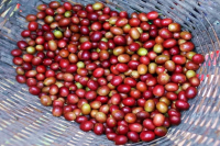 What kind of coffee beans is Arabica? Introduction to the planting altitude of Arabica Coffee Bean Flavor