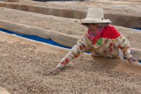 What are the flavor characteristics of robusta beans? where are the main producing areas of robusta coffee beans?