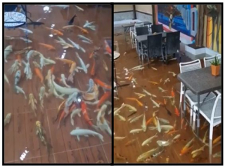 Inventory of World Strange Cafe: have you ever tried feeding fish to wash clothes and squatting on the toilet in the cafe?