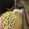 Why do washed coffee beans taste sour? Flavor characteristics of washed Coffee