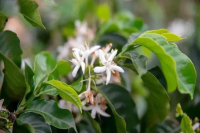 Arabica coffee parent species: Eugenioides