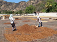 Coffee and bean honey treatment | Origin of honey treatment and half-sun treatment _ history story of honey treatment