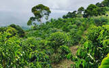 Colombian Coffee Bean | introduction to Coffee beans in the Manor of Cymbidium production Line