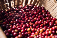 Introduction of taste and flavor characteristics of Kenyan AA coffee bean varieties