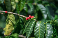 What are the characteristics of iron pickup coffee? what is the flavor? is it bitter?