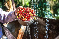 What is the difference between wet planing and washing? Flavor characteristics of Indonesian coffee beans in the process of wet planing