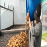 What is the meaning of lactic acid fermentation with coffee bean treatment?