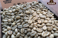 What kind of coffee does Huakui 6.0 refer to? introduction to the flavor and taste characteristics of varieties from the producing area of Huakui coffee beans.