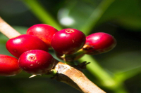 What are Robusta coffee beans? What's the difference between Arabica coffee and Robusta coffee?