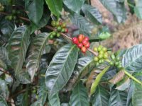 What kind of Rosa Coffee does Rosa Coffee come from Coffee Gene Bank and Panamanian Rosa Flavor