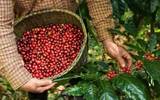 JDE Peet's Piper Coffee partnered with Enveritas Global No deforestation Program to be implemented in four Coffee producing countries