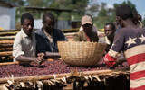 Where is the origin of Ethiopian coffee? What are the characteristics of Kafa Forest Coffee?