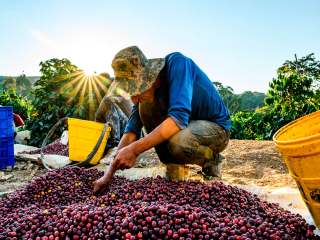 What kind of coffee beans is Kaddura? Introduction to the flavor characteristics of Caturra coffee beans made by hand