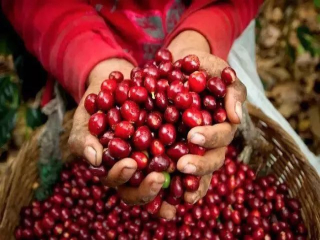 Flavor characteristics and differential description of three varieties of coffee beans introduction to the main producing countries