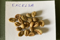 What is the Liberika variety excelsa coffee? Flavor and taste characteristics of large fruit coffee