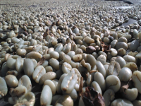 Mantenin wet planing method is introduced in detail, what are the characteristics of wet planing coffee beans? The story of the origin of wet planing.