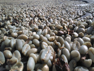 Mantenin wet planing method is introduced in detail, what are the characteristics of wet planing coffee beans? The story of the origin of wet planing.