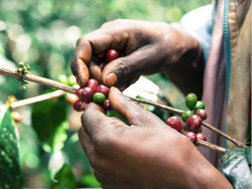 SOE is mostly sour? What does it mean? Is it a single bean? what's the difference between it and Italian blending?