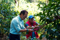 Panama Aurora Manor Iron Man Rose Summer Hand-brewed Coffee Three-stage Water Injection Teaching_Hand-brewed Rose Summer Coffee Skills