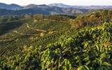 An increase of 53% over the same period! Brazil's coffee exports remain strong in April