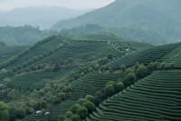 Drinking coffee while watching tea picking, tea garden side camping coffee business is booming!