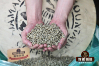 Which brand of Jamaica Blue Mountain coffee beans is good? Teach you what is authentic Blue Mountain coffee beans.