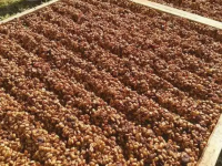 What is the difference between raisin treatment and honey treatment? Introduction to the origin of Costa Rican raisin treatment.