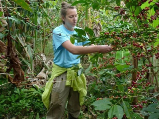 Introduction to the history of rich manors in Ecuadorian coffee producing areas the taste and flavor characteristics of Ecuadorian coffee beans