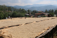 Where did the coffee come from? The process of coffee to coffee and the treatment of coffee fruit are introduced.