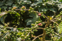 Taste characteristics of hand-flushed coffee beans in Kenya describe the factors affecting the flavor of Kenyan SL28sl34 coffee varieties