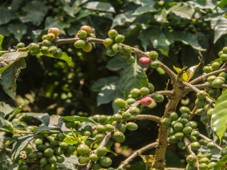 Taste characteristics of hand-flushed coffee beans in Kenya describe the factors affecting the flavor of Kenyan SL28sl34 coffee varieties