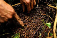 Kopi Luwak | the production process of Vietnamese civet coffee beans _ Kopi Luwak's health benefits