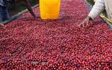 Introduction of washed coffee beans in Yega Fischer, a coffee-producing area in Ethiopia