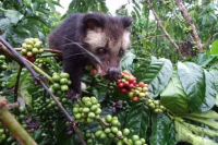 Kopi Luwak | where does the fragrance of Vietnamese Kopi Luwak come from? introduction to the flavor and taste of Kopi Luwak