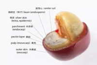 Introduction to the steps of coffee bean treatment process differences in the flavor of coffee treated with tanning water and honey washing
