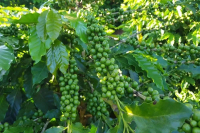 Introduction of Brazilian natural decaf coffee variety AC1
